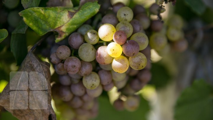 Молдавские виноградари представят продукцию в Варшаве