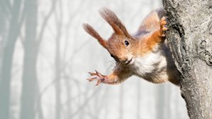 В австралийском аэропорту задержали пассажира с живыми белками в чемодане