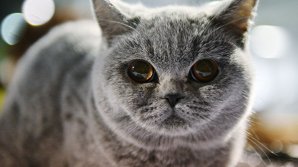 В Австралии сняли на видео большого кота, гуляющего по наряженной елке