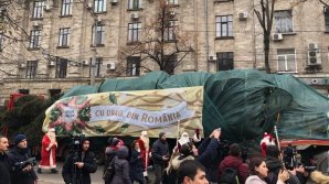 В Кишинев доставили ель из Румынии, которую установят на Рождественской ярмарке (фото)