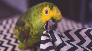 Попугай заказал на Amazon любимую закуску