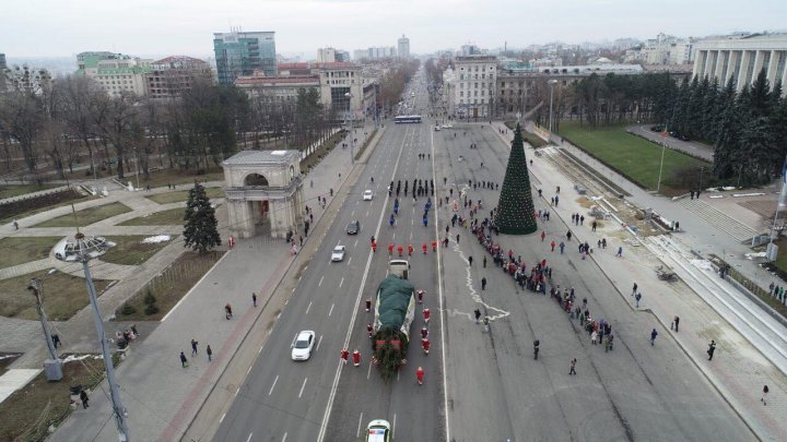 В Кишинев доставили ель из Румынии, которую установят на Рождественской ярмарке (фото)