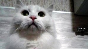 Кота, приносящего счастье, продают за 12 миллионов рублей