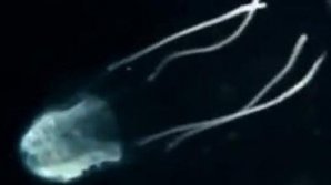 В Австралии более 20 человек пострадали от ожогов ядовитых медуз