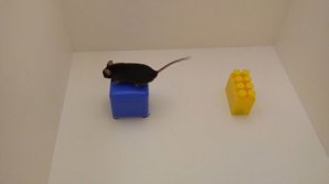 Ученые выяснили, что детский стресс передается от матери к потомству