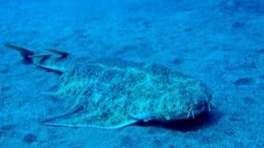 В Великобритании нашли редкую акулу-ангела