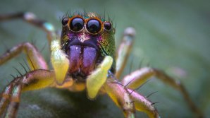 Австралийцы вызвали полицию из-за паука