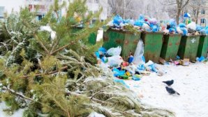 Зеленхоз отправит выброшенные ёлки на переработку