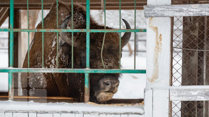 Популяция зубров в Молдове на грани вымирания