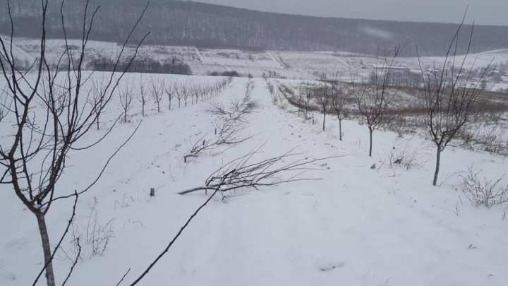 В селе Хородка неизвестные уничтожили сливовый сад