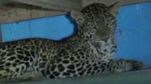 Семья вернулась со свадьбы и обнаружила дома дикого леопарда