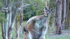 В Дании полиция объявила в розыск кенгуру