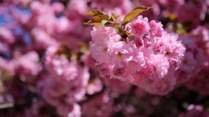 В Китае массово зацвела сакура (видео)