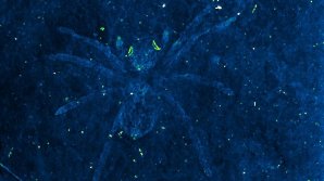 В Южной Корее найдены останки древних пауков со светящимися глазами