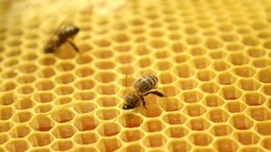 В Аграрном университете открыли современную пасеку и лабораторию пчеловодства