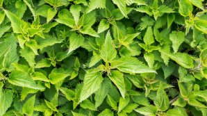 На молдавских рынках появилась свежая крапива