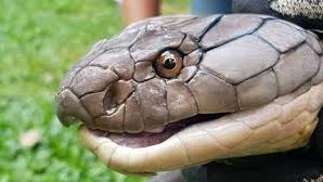 В жилом доме поймали пятиметровую кобру (видео)