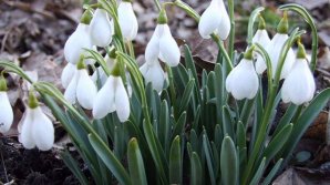 В Румынии расцвели подснежники