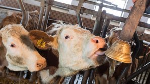 В Австралии коровы затоптали туристку насмерть