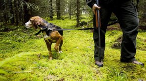 В Германии лишили лицензии подстреленного собственной собакой охотника