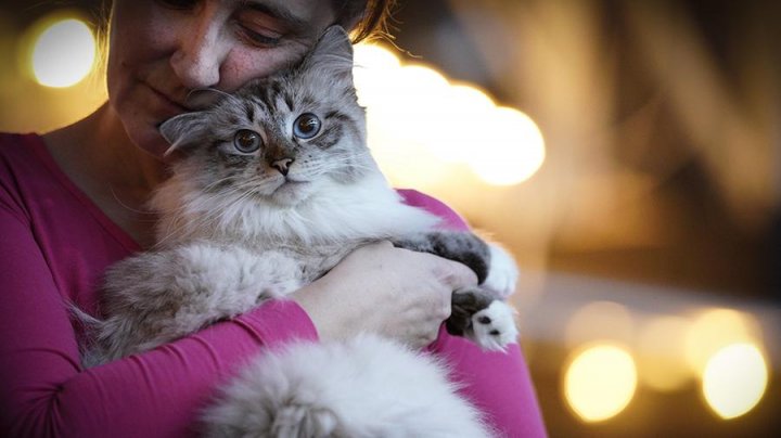 Кошки полных людей копируют своих хозяев и страдают от лишнего веса