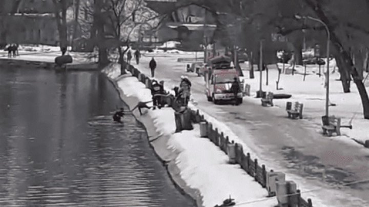 В Днепре мужчина спас собаку из ледяной воды (видео)