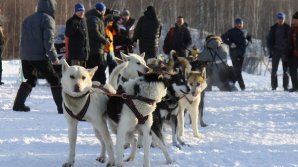 На Камчатке проходит самая длинная гонка на собачьих упряжках