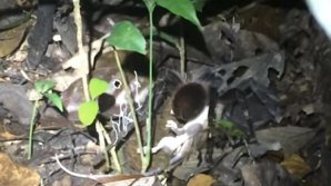 В лесах Амазонии огромный паук убил опоссума