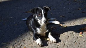 Румынские ветеринары стерилизовали 140 дворняжек в Кишиневе