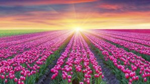 В Нидерландах зацвели миллионы тюльпанов