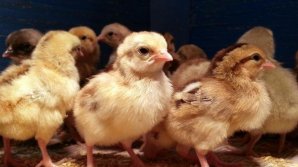 На птичьем рынке в продаже появились первые однодневные цыплята