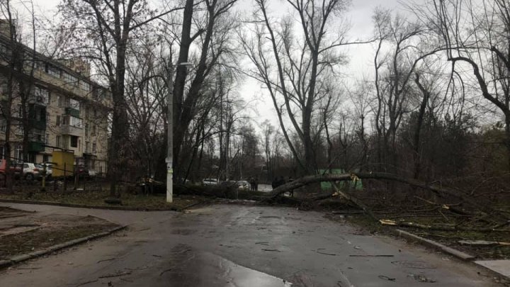 На Рышкановке рухнуло дерево во дворах из-за сильного ветра