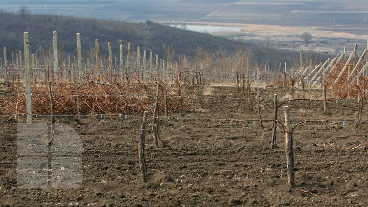 Виноградари вышли на обрезку и подвязку лозы (фото)