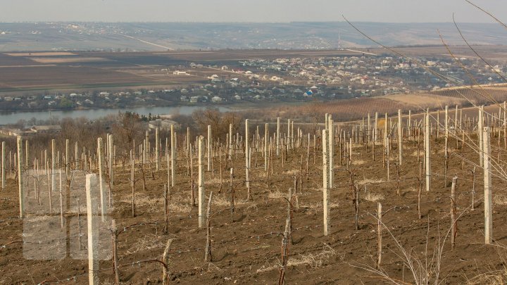 Виноградари вышли на обрезку и подвязку лозы (фото)