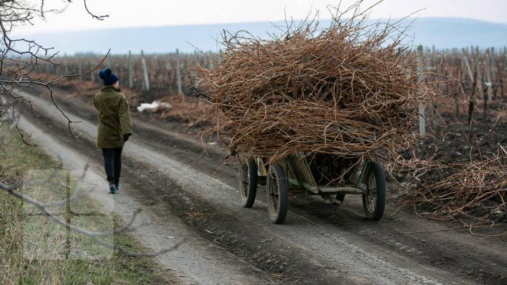 Виноградари вышли на обрезку и подвязку лозы (фото)