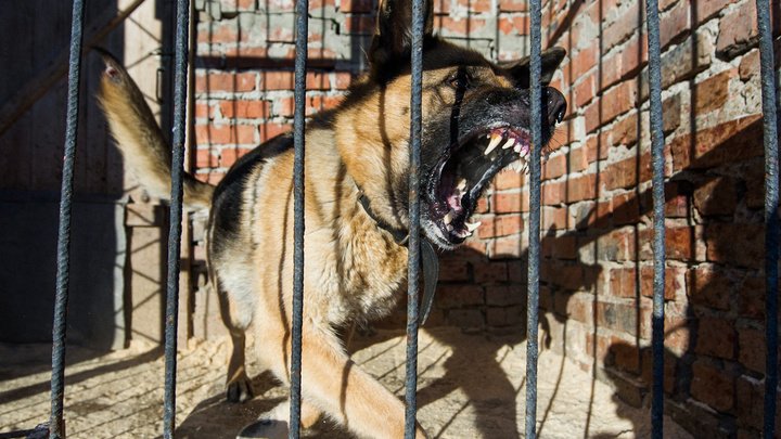 В Китае решили клонировать полицейских собак вместо того, чтобы дрессировать новых