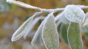 В Молдове ожидаются заморозки до -4 градусов