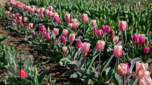 Прекрасные и невостребованные во время пандемии: молдавские тюльпаны и нарциссы вянут прямо на плантациях