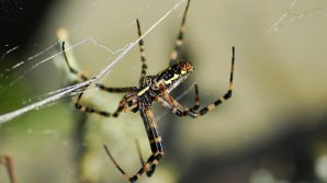 В Рыбнице обнаружили желтого ядовитого паука