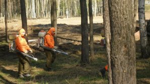 Агентство "Молдсилва" начало борьбу с лесными вредителями