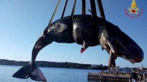 В Сардинии в теле самки кита нашли 22 килограмма пластика