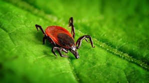 Владельцев домашних животных очень беспокоит проблема клещей