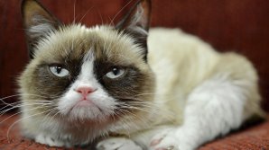 Умерла легендарная сердитая кошка Grumpy Cat