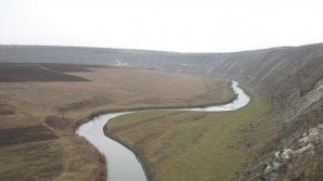 Берега молдавских рек укрепят лесными насаждениями