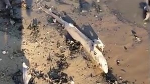 В Британии на пляж вынесло сотню мертвых акул