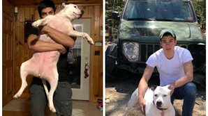 Мужчину, попавшего в ДТП, спас его верный пёс