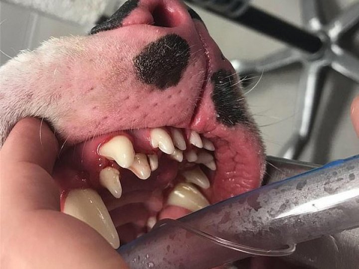 Американка взяла из приюта собаку, у которой оказалось 70 зубов, и потратила 770 долларов на удаление лишних (фото)