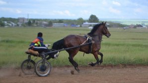 В селе Фынтыница организовали скачки