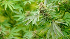 Во дворе частного дома в Вадул-луй-Водэ полицейские нашли почти 300 кустов конопли