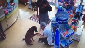 В Турции собака с раненой лапкой зашла в аптеку и попросила о помощи (видео)